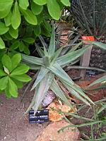 Aloe Striata x Borziana (fam Asphodelacees) (Hybride) (Lyon, Parc de la tete d'or) (1) (Photo F. Mrugala)
